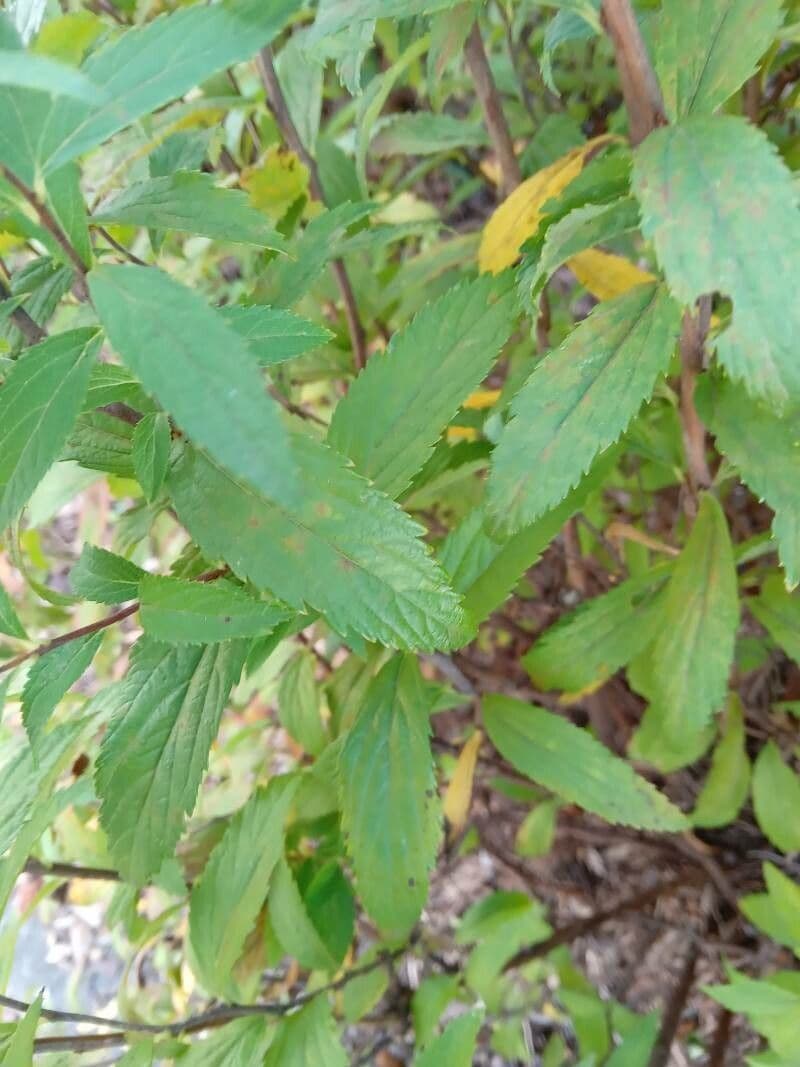Spirea del Giappone 20