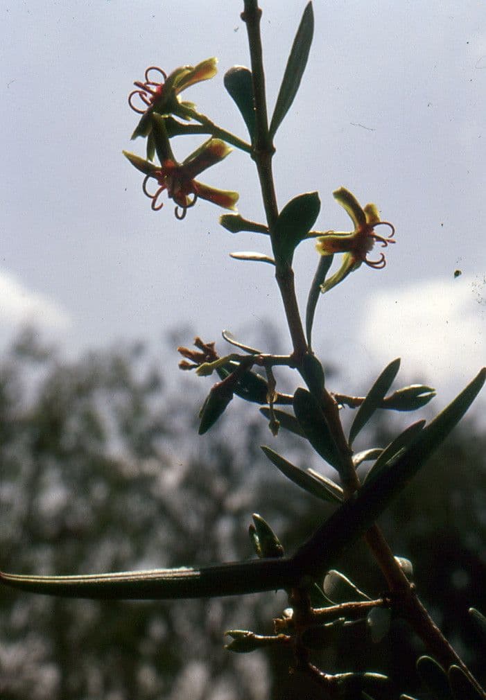 Periploca laevigata 27