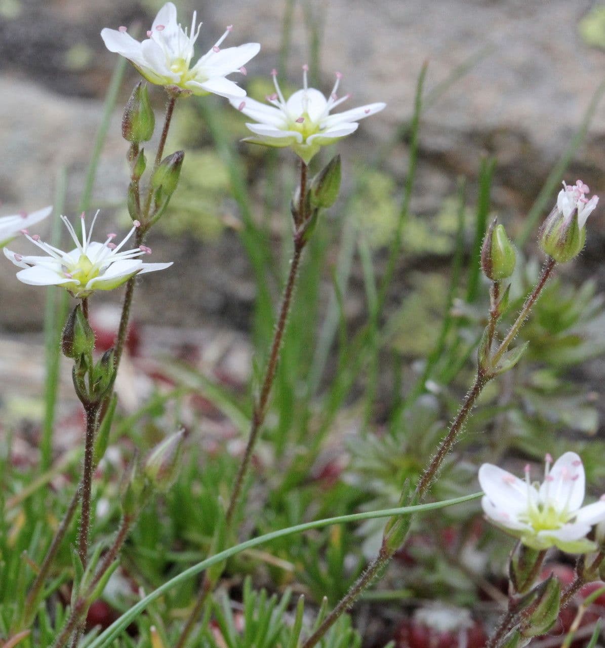Minuartia recurva 8