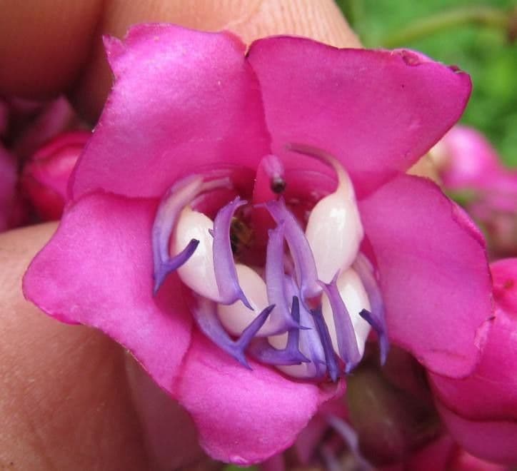 Meriania macrophylla 5