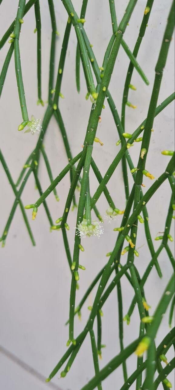 Rhipsalis 3