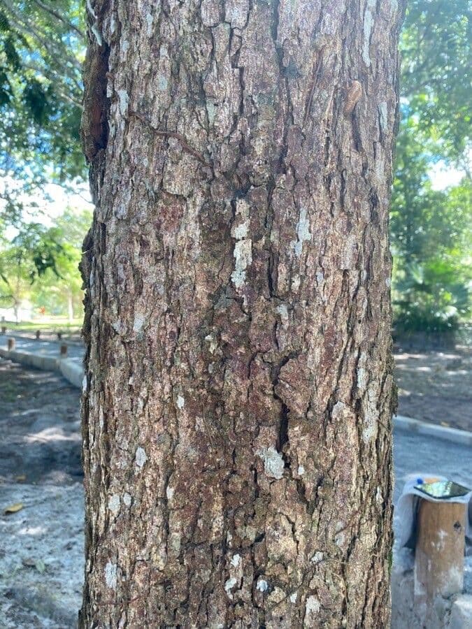 Andira 3