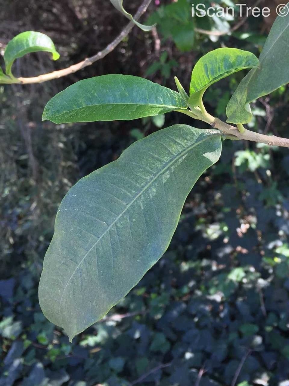 Calodendrum 16
