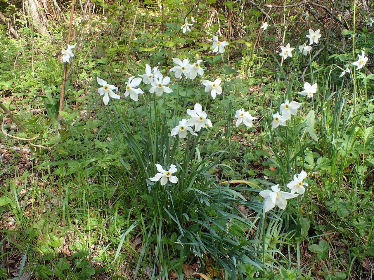 Narciso selvatico 14