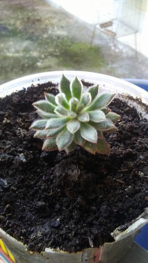 Echeveria 15