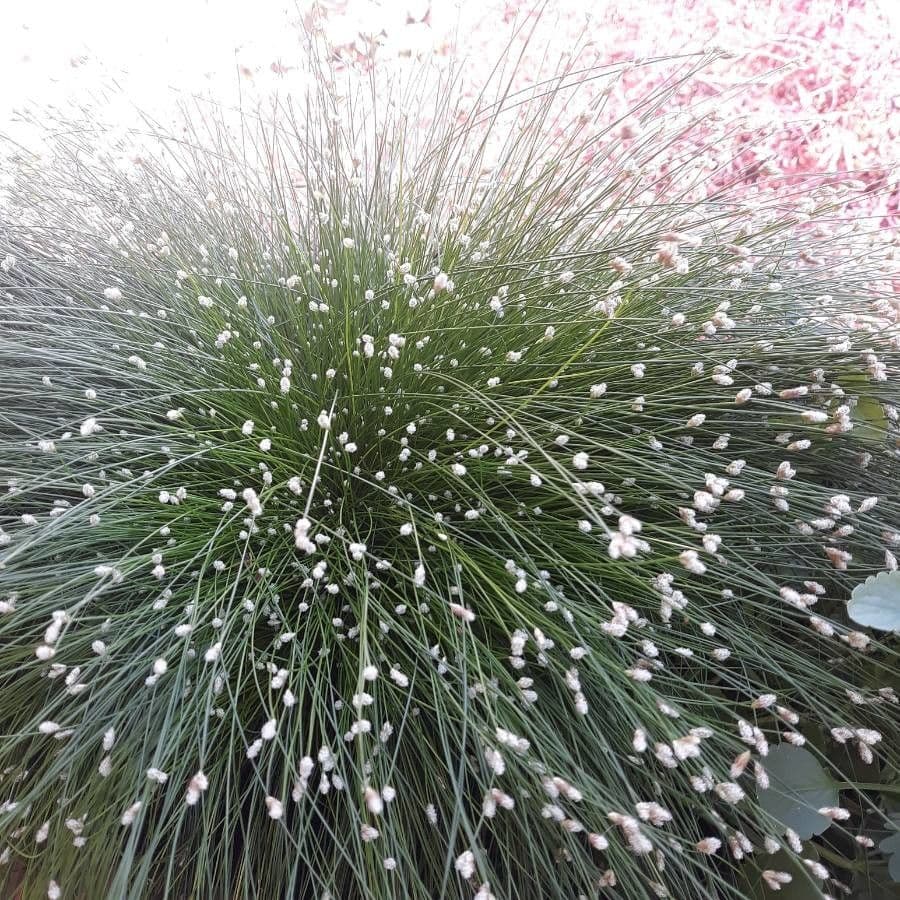 Junco de flor 6