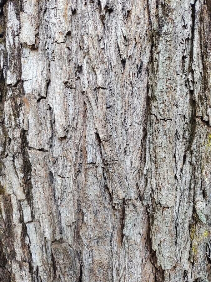 Tipu-Baum 25