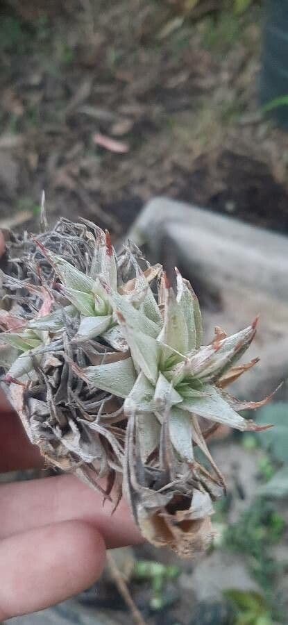 Deuterocohnia 9