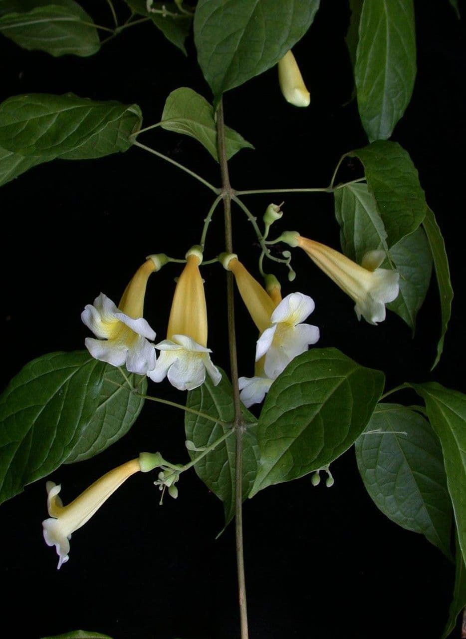Anemopaegma 18