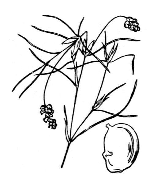 Brasca capillare