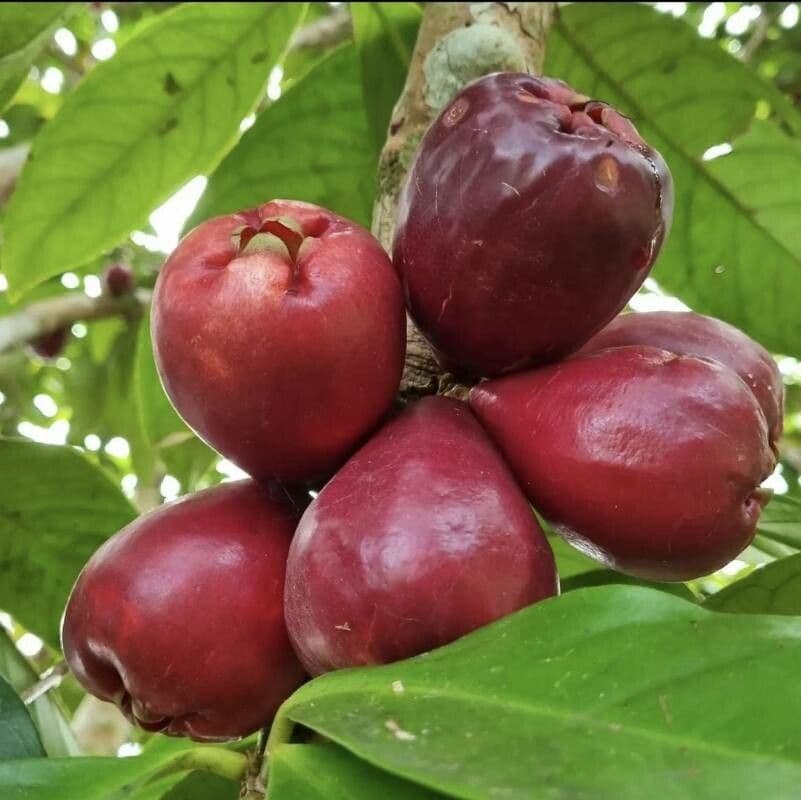 Syzygium malaccense 3
