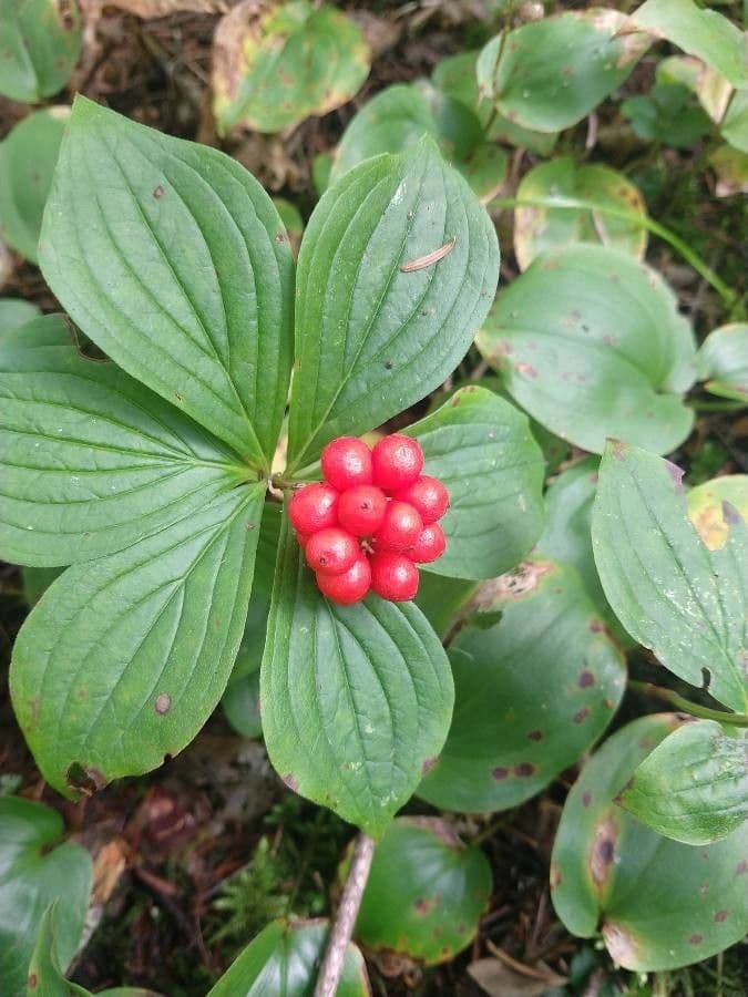 Cornus de Canadá 4