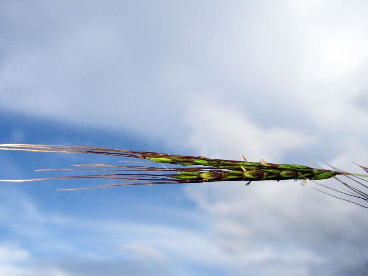 Hyparrhenia rufa 3