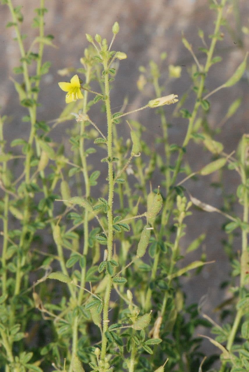 Cleome a frutto corto 6
