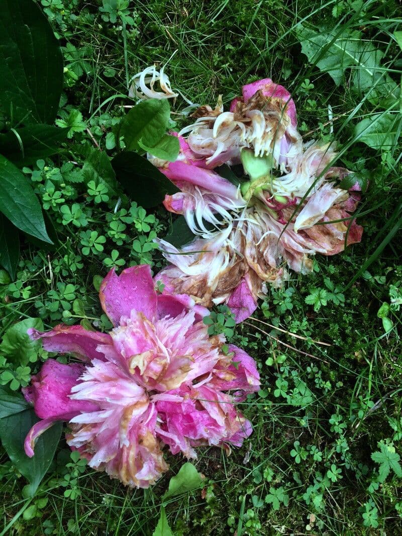 Echte Pfingstrose 29