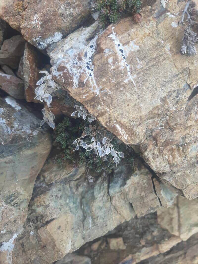 Draba douteuse