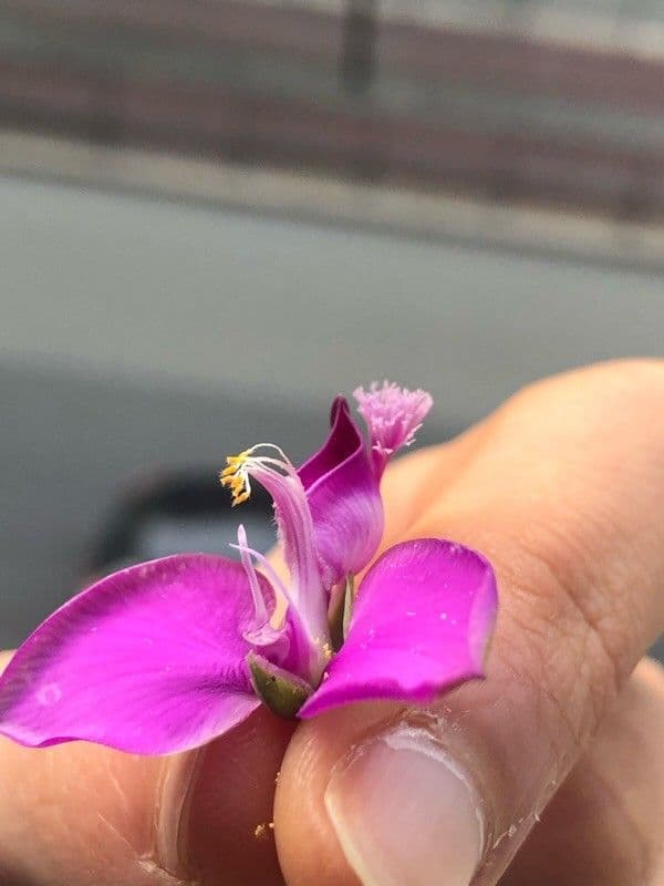 Myrtenblättrige Kreuzblume 4