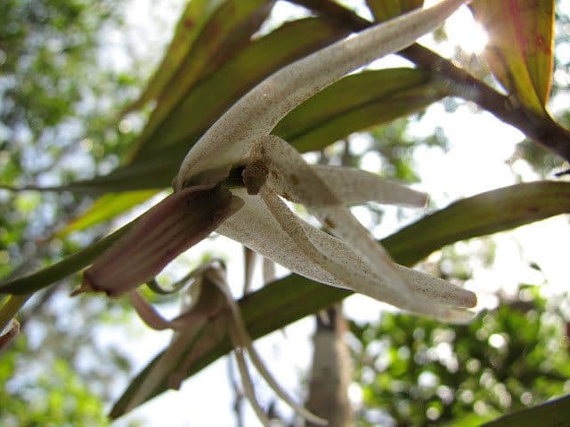 Dendrobium