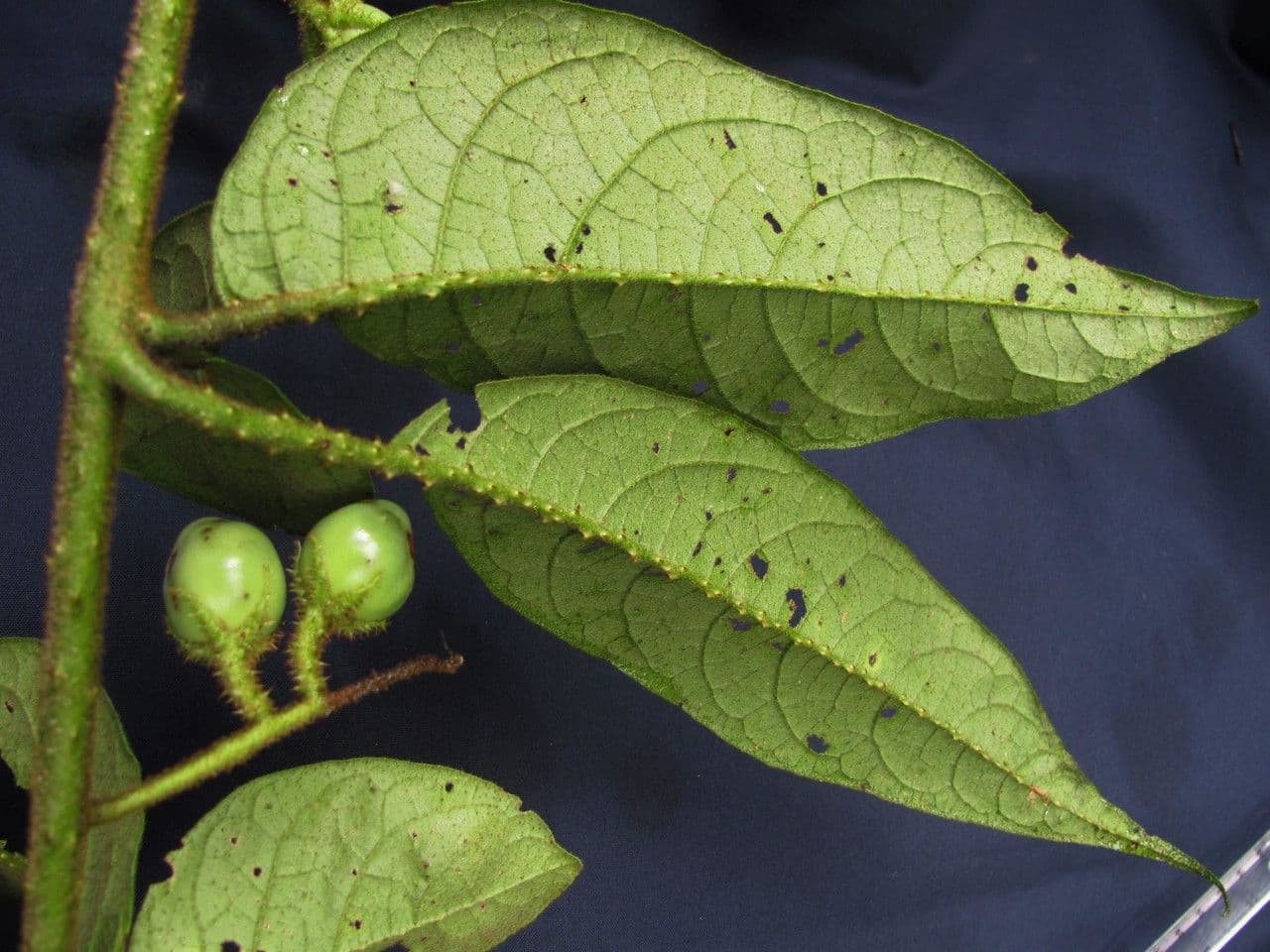 Solanum 8