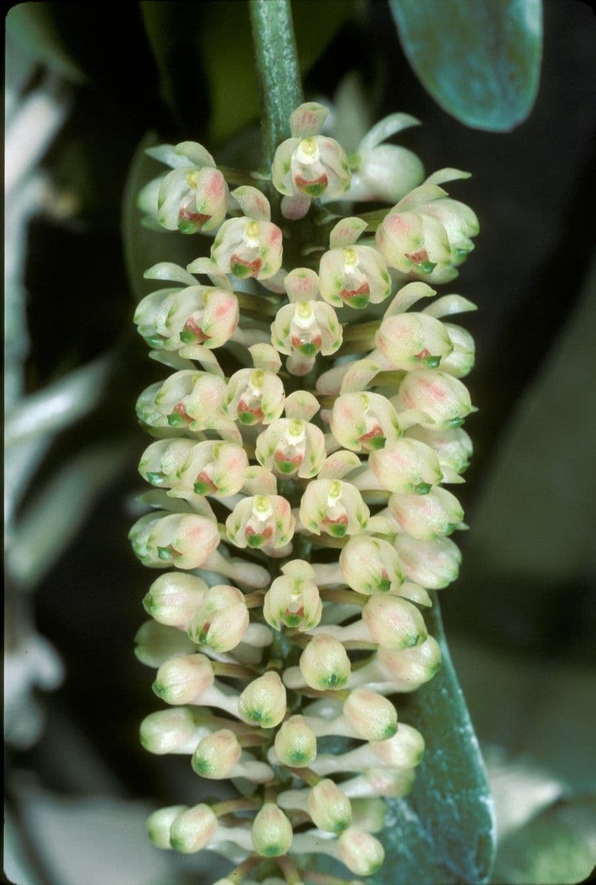 Robiquetia 4