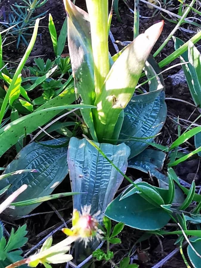 Orquídea tridentada 14