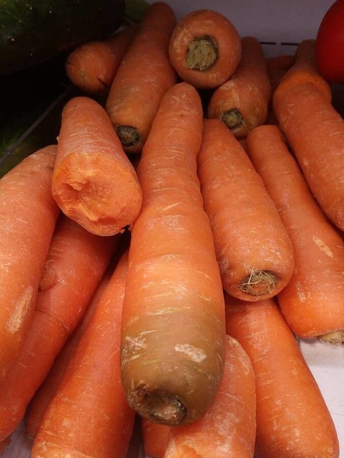 Carota 29