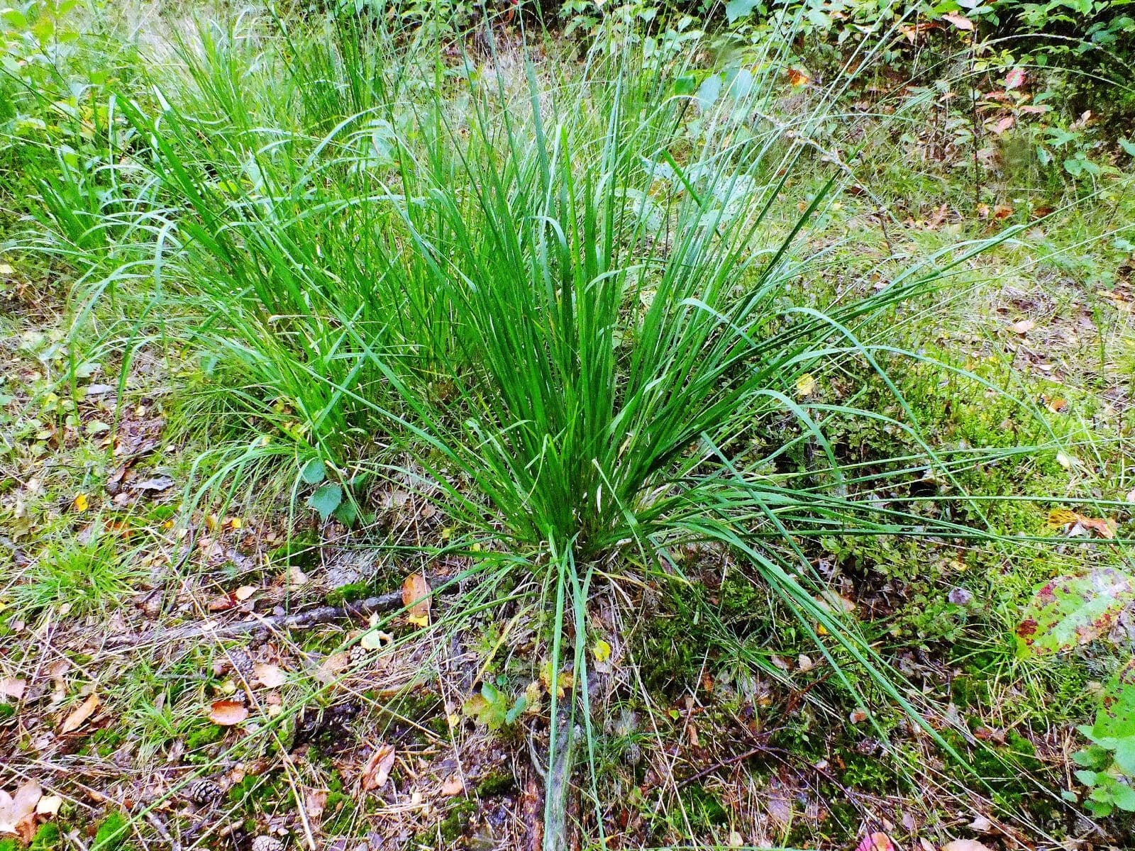 Laîche allongée 15