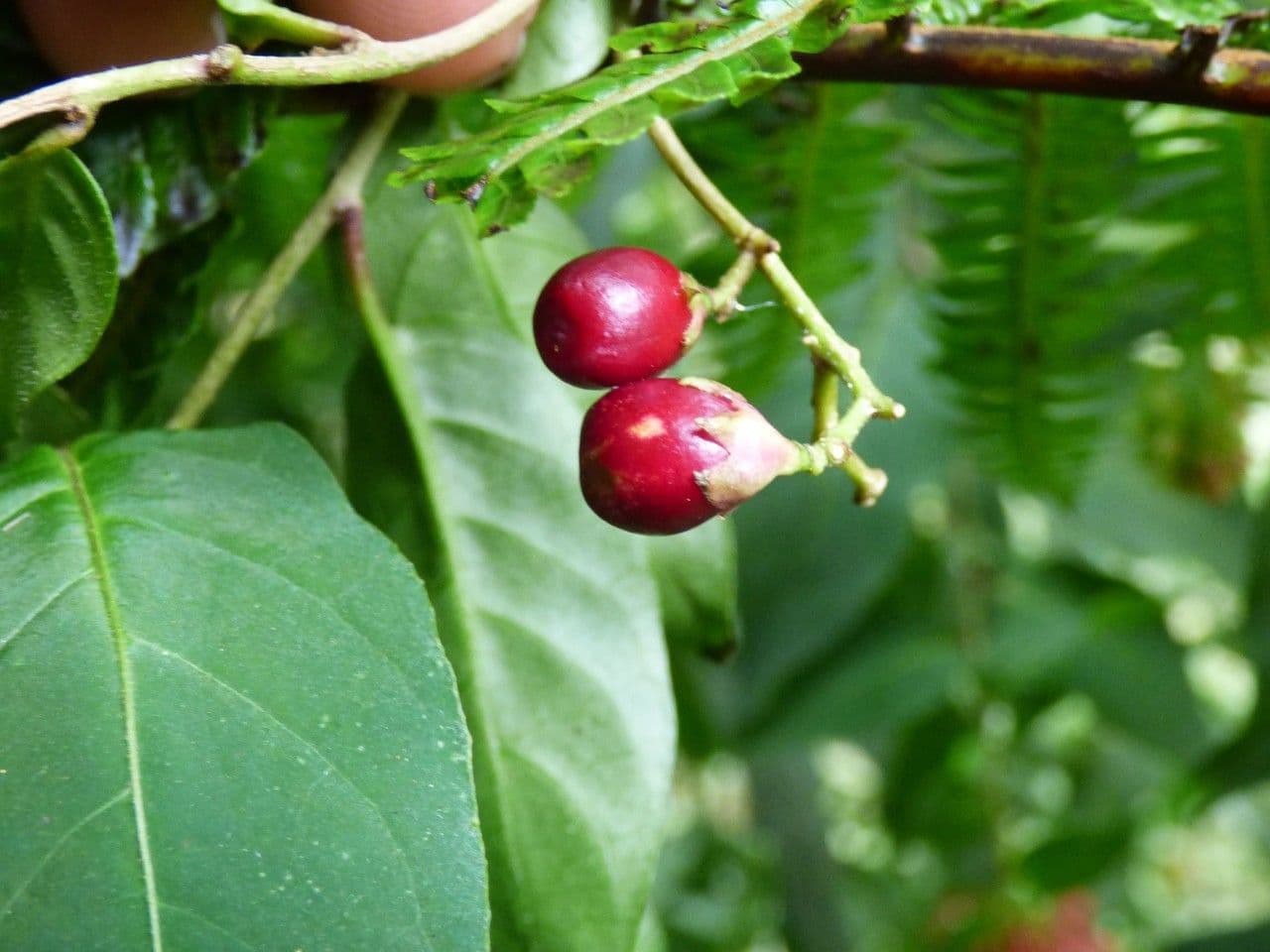 Cestrum elegante 3