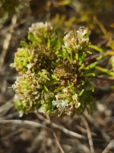 Baccharis 3