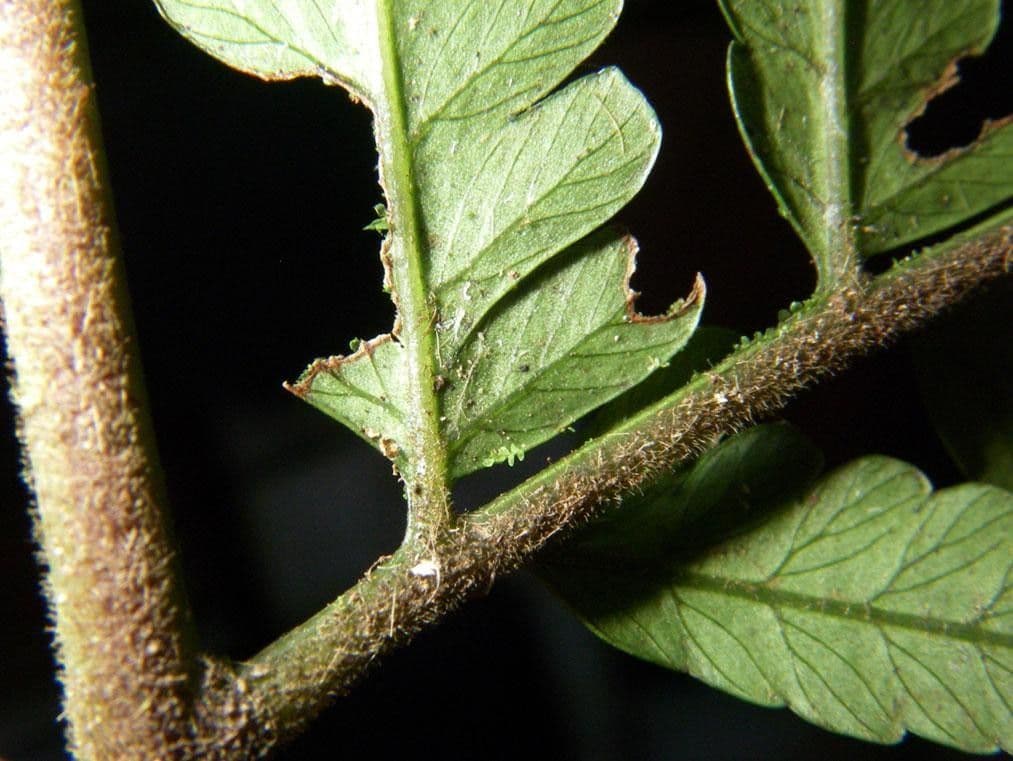 Polybotrya 5