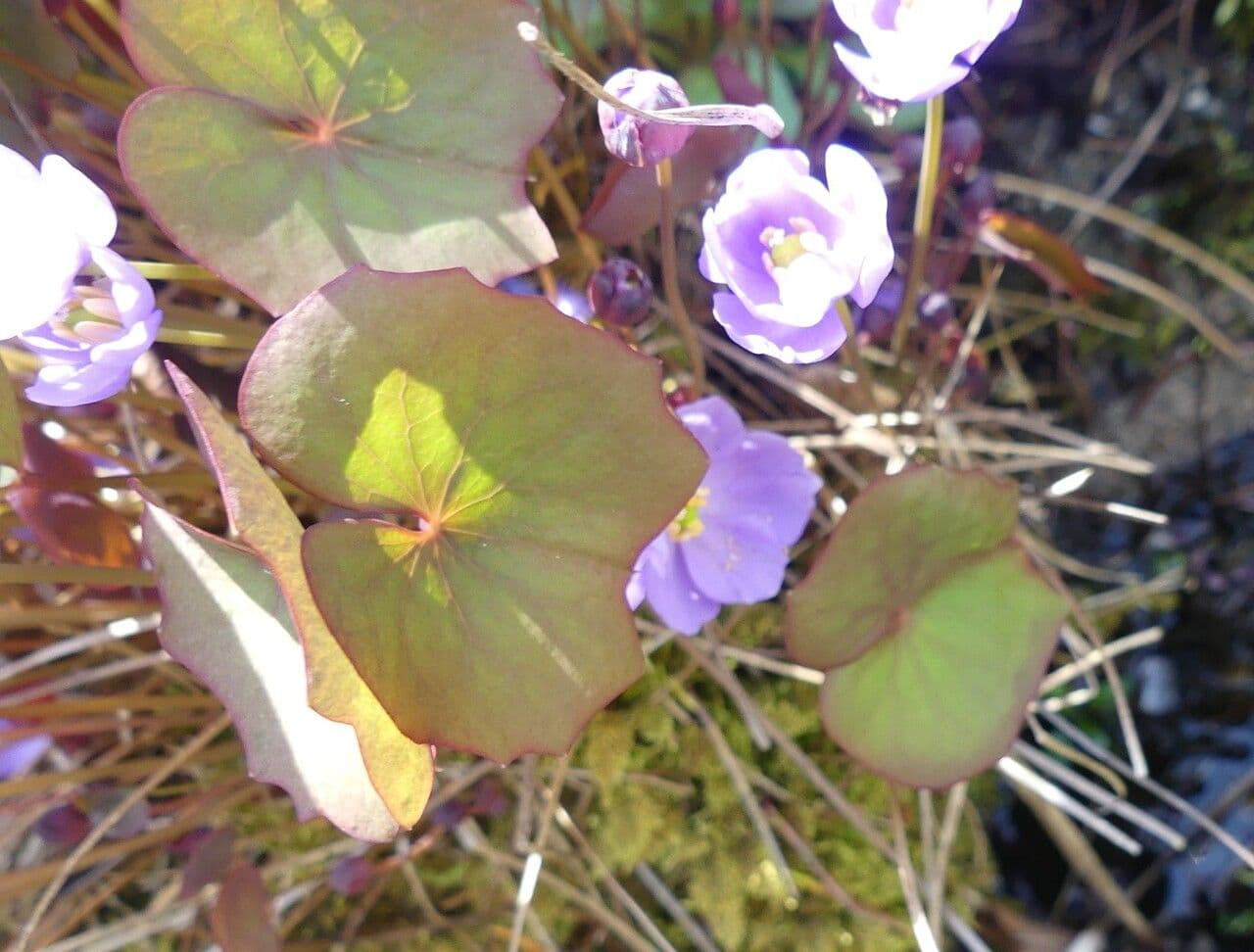 Plagiorhegma dubium 11