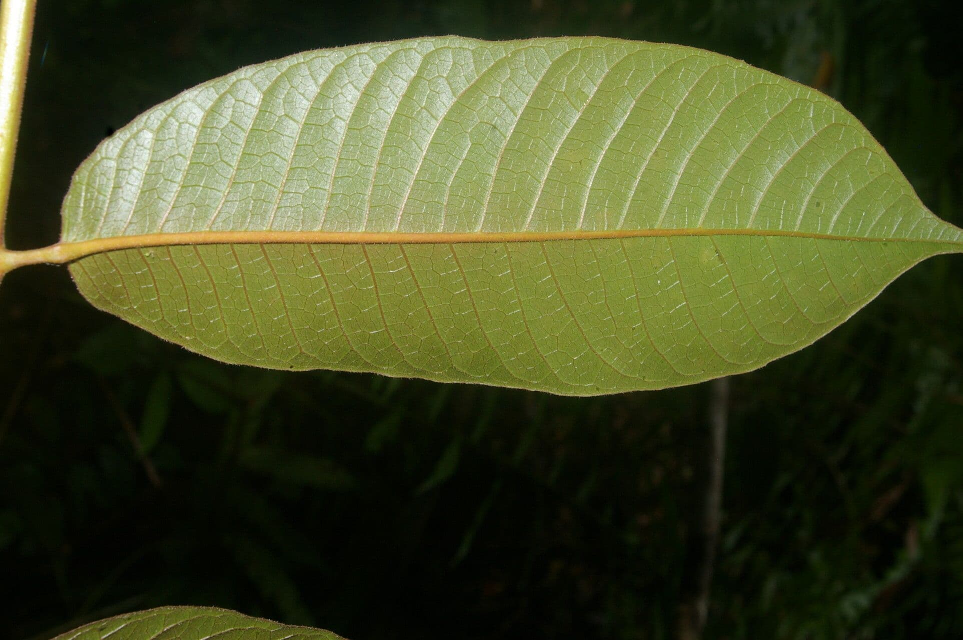Trattinnickia 5