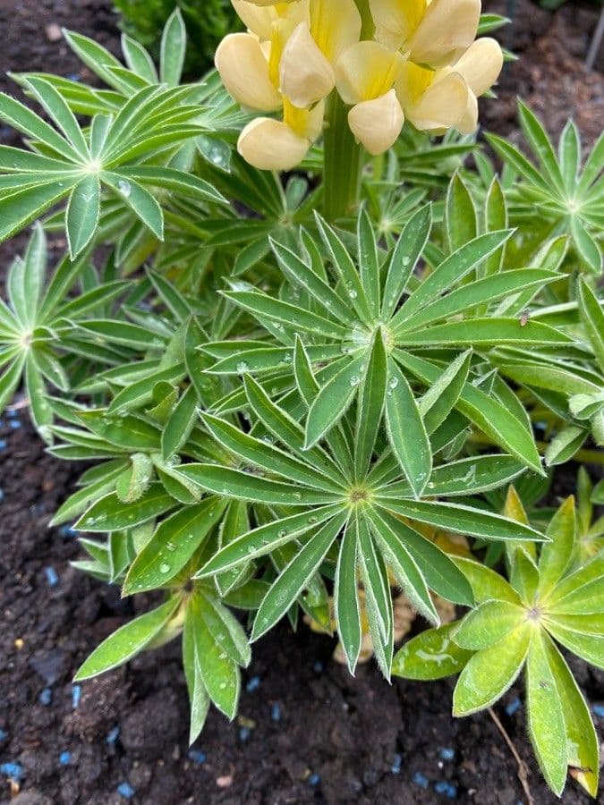Baum-Lupine 19