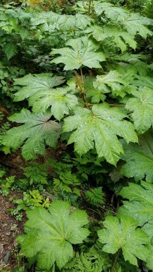 Oplopanax horridus 18