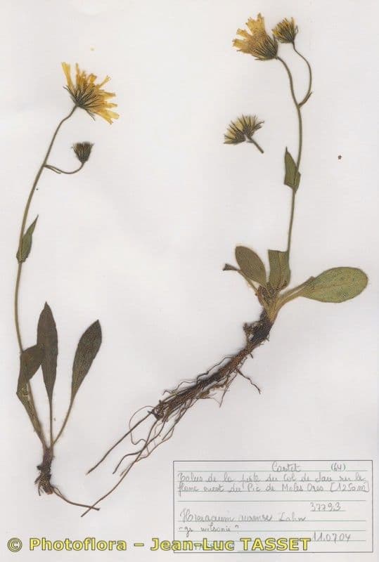Hieracium 3