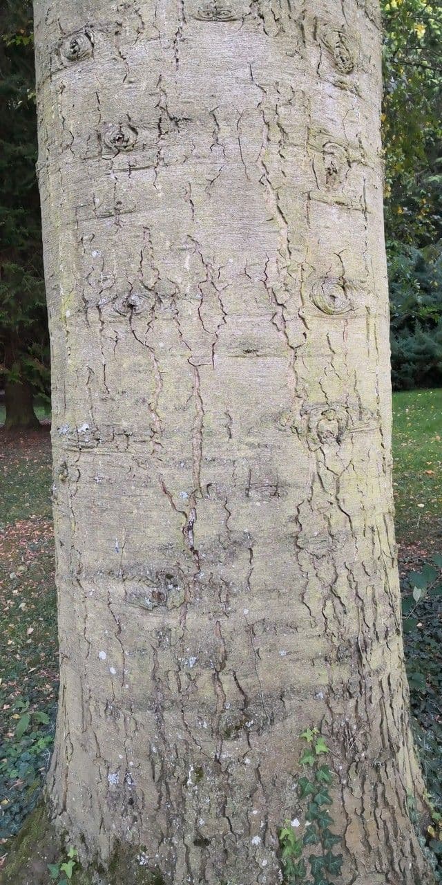 Edeltanne 24