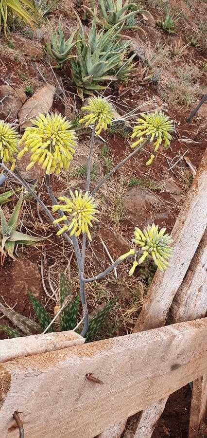 Aloe 4