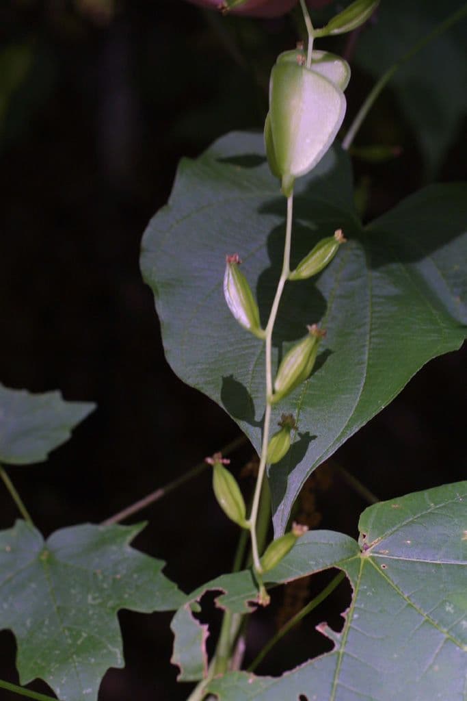 Dioscorea villosa 12