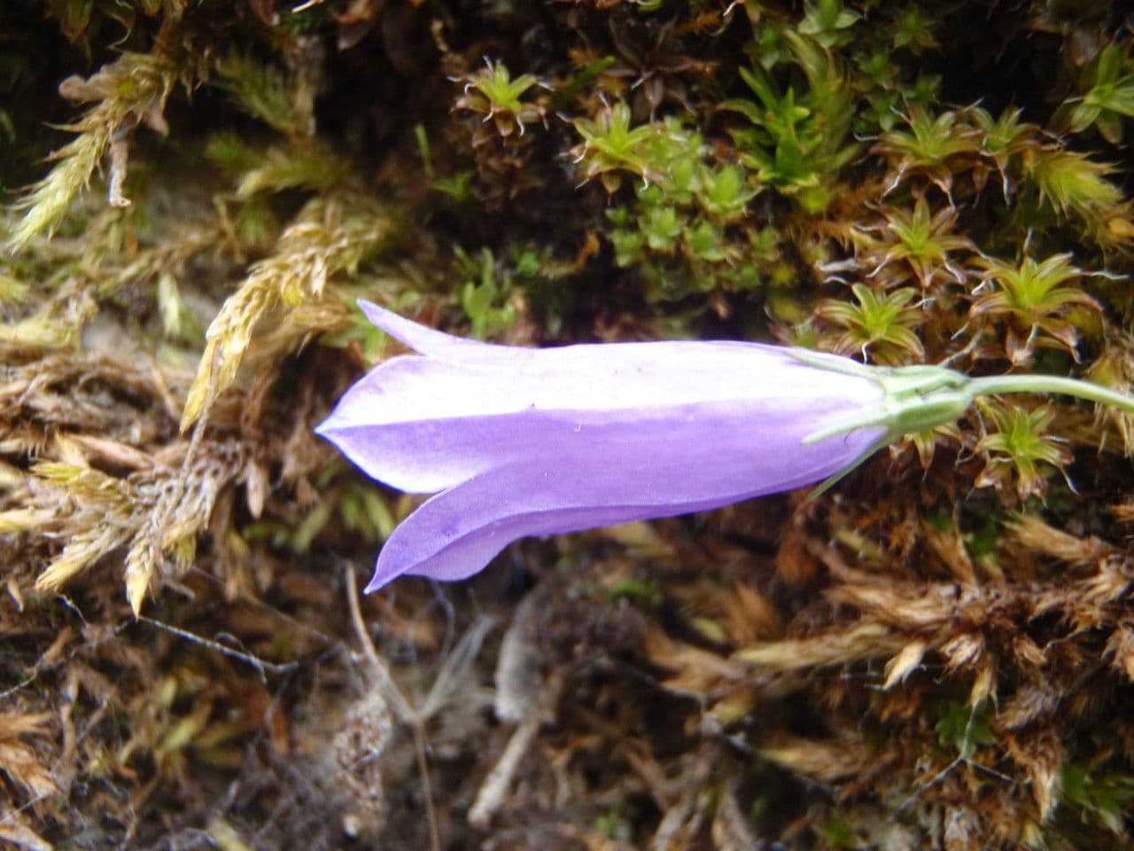 Campanula stenocodon 6
