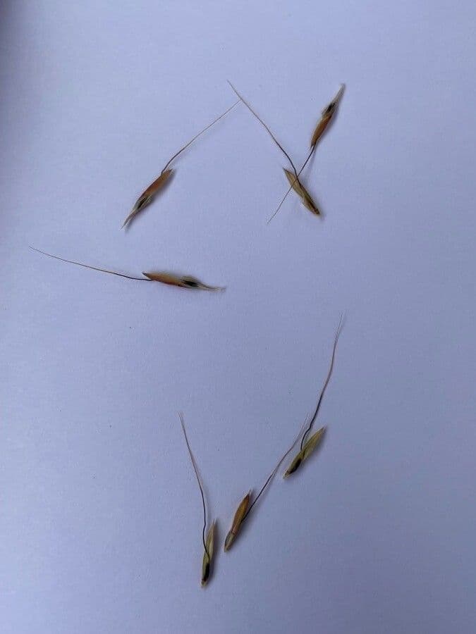 Andropogon 3