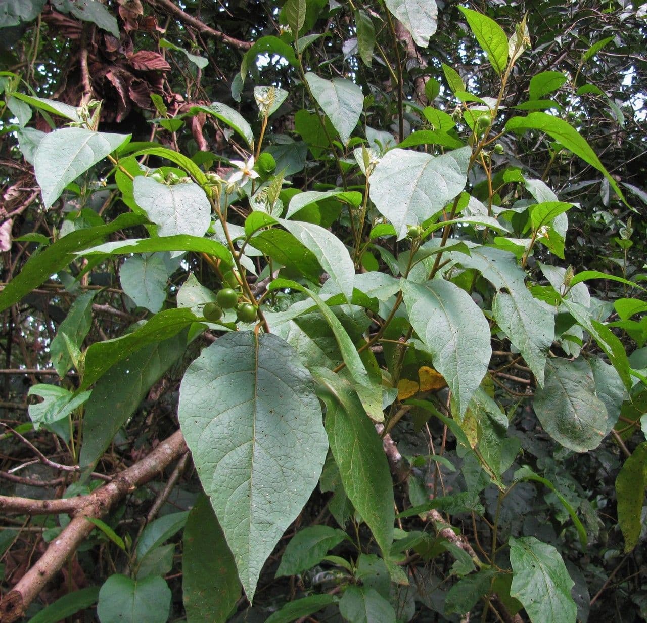 Solano 3