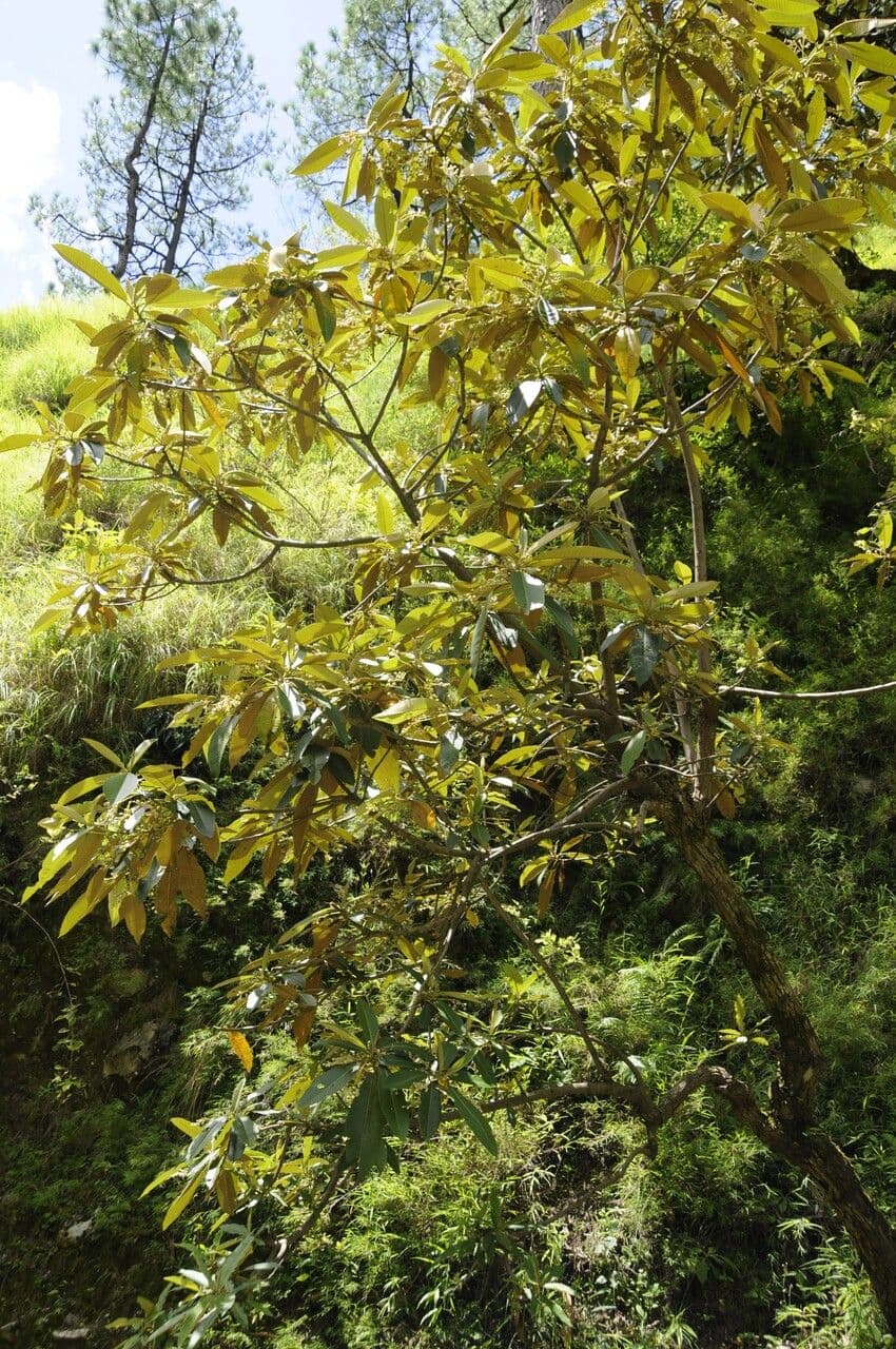 Saurauia 6