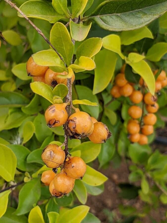 Manaca 2