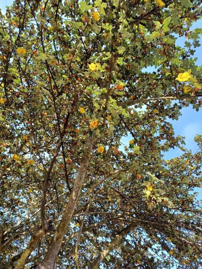 Fremontodendron 6