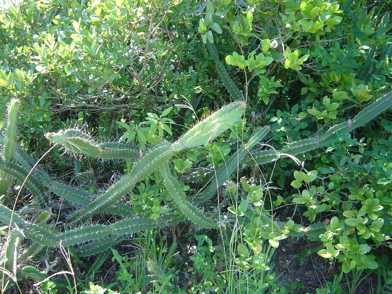 Cereus 4