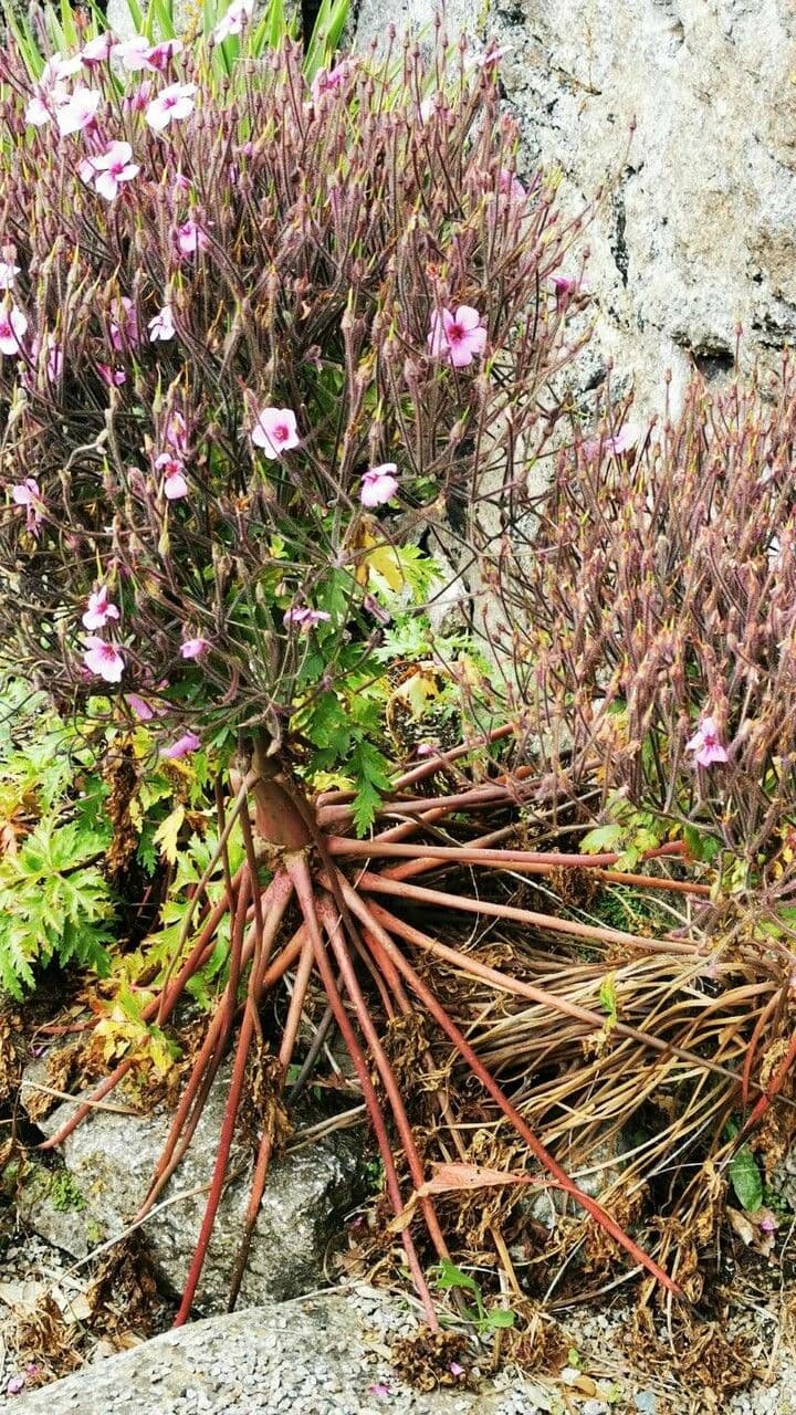 Geranio de Madeira 11