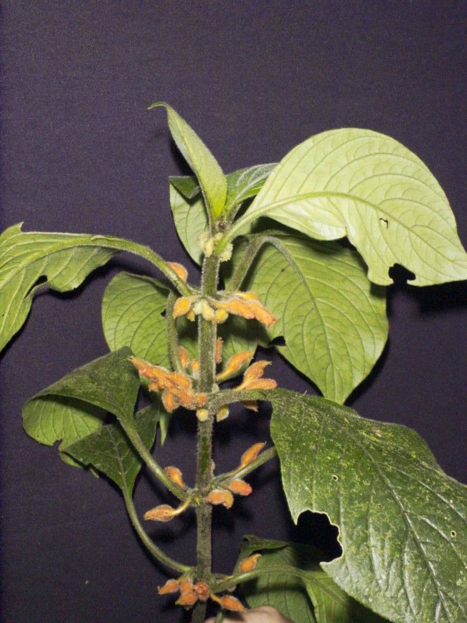 Besleria 14