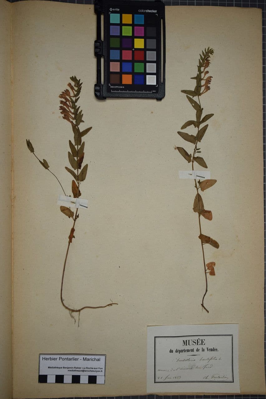 Scutellaria hastata 16