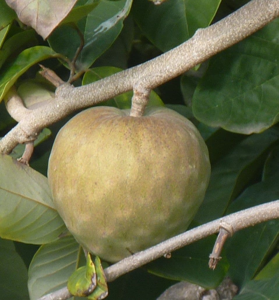 Chérimole 4