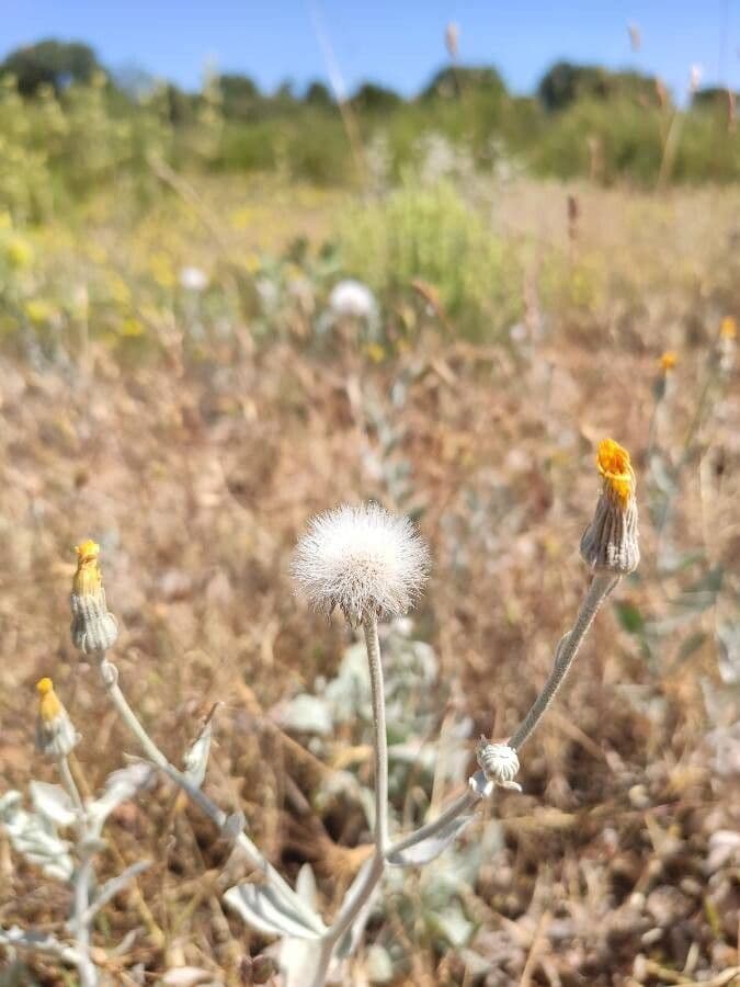 Andryala ragusina 4